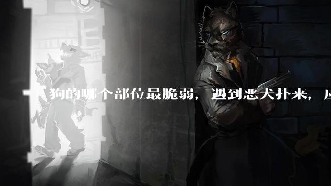 狗的哪个部位最脆弱，遇到恶犬扑来，应该打它哪里？